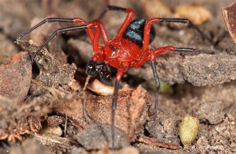 nicodamidae red black spiders laurence sanders flickr