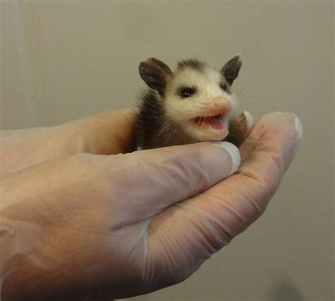 Opossum As A Pet