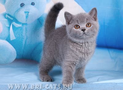 Британские котята растут, фото