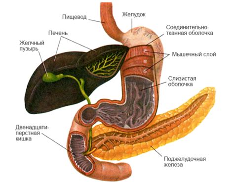 Кишечник человека: строение, роль и функции