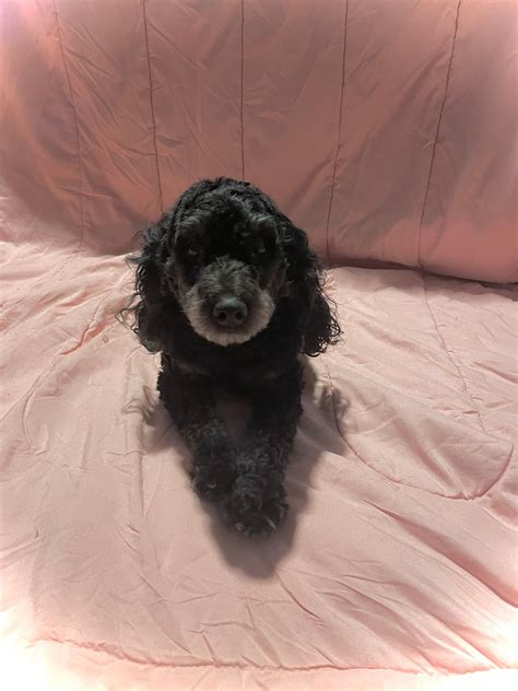 Meet Maddie, she is a Mini Poodle, weighs around 11 pounds. She is happy, smiles and talkative.