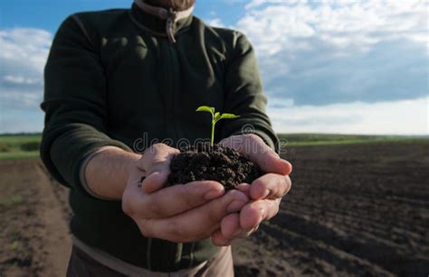 Farmer Hand Holding a Fresh Young Plant. New Life. Stock Photo - Image ...