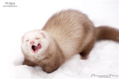 My ferret-gang (living in Saint-Petersburg, Russia) | The Holistic ...