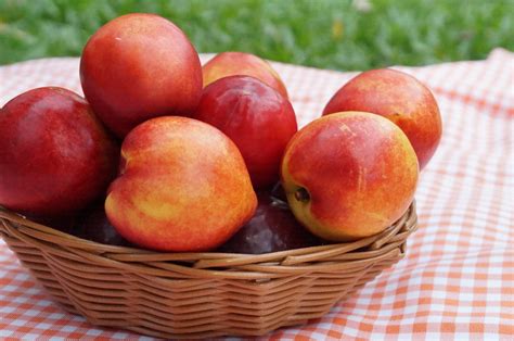 56 Nectarine Varieties: An Overview (With Pictures) | House Grail