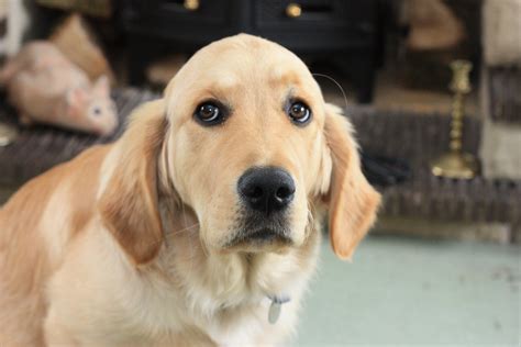 Puppy training advice - aggression to children