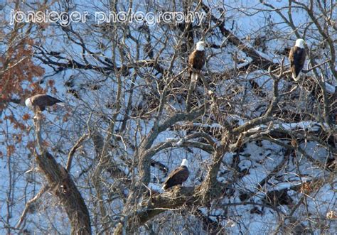 Northern Illinois Birder: Bald Eagles