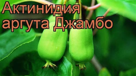 Актинидия аргута Джамбо (actinidia arguta jumbo) 🌿 обзор: как сажать ...