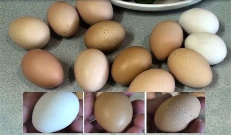 coloured chicken eggs naturally  sufficient