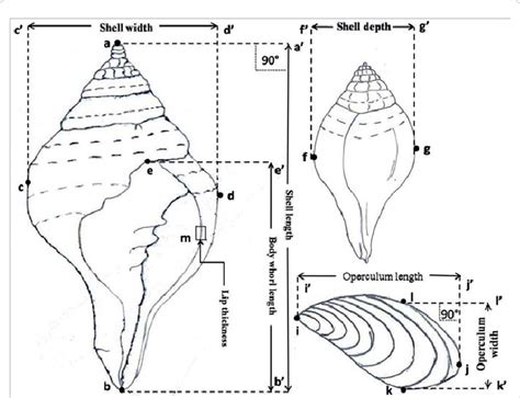 Measurements made on shells and operculum of Turbinella pyrum varieties ...