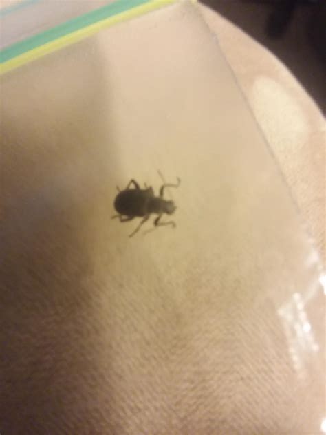 Skin beetle? Drugstore beetle? Something entirely different? : r