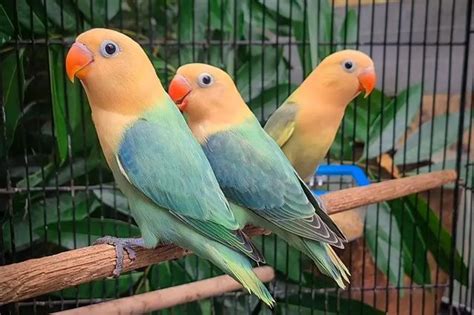 komunitas love bird  instagram komunitaslovebird mari kita