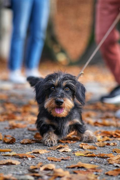 Fall Puppy Photos, Download The BEST Free Fall Puppy Stock Photos & HD