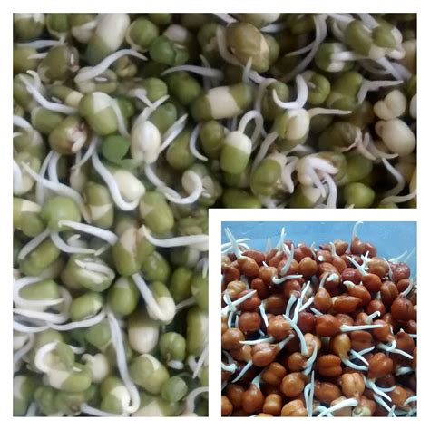 NATURE CURE: SPROUTED GRAINS CAN CONTROL BLOOD SUGAR LEVELS