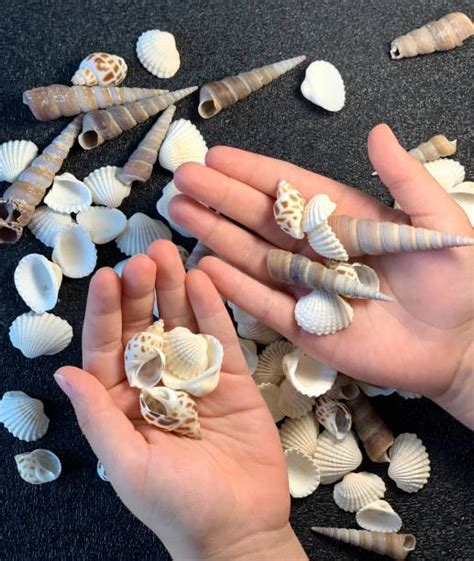 Hand Holding Conch Shell Stock Photos, Pictures & Royalty-Free Images ...