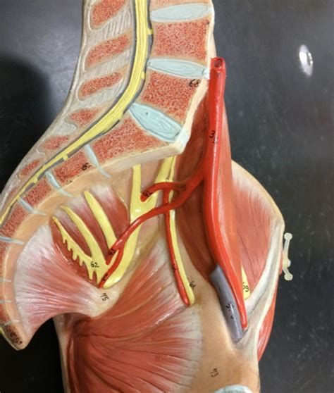 Leg muscle Diagram | Quizlet