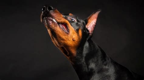 Doberman Studio Pet Photography Behind The Scenes - YouTube