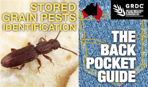 Stored Grain Pests Identification - The Back Pocket Guide - Stored ...