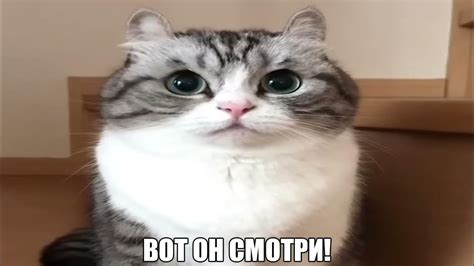 Komaru счастлива #Komaru #Cats #Komarucat - YouTube