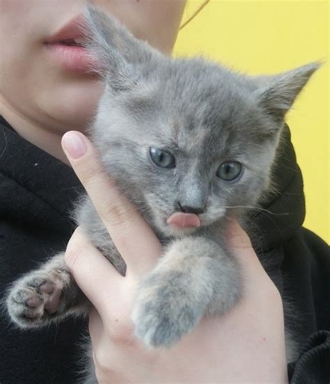 Улан-Удэ Котенок ищет дом +79024548952 | Мы в ответе за тех кого ...