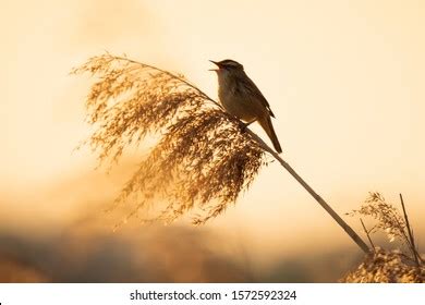 30,570 Early Morning Birds Images, Stock Photos & Vectors | Shutterstock