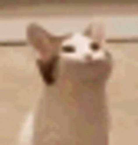 Popping Popping Cat GIF - Popping Popping Cat Pop - Discover & Share GIFs