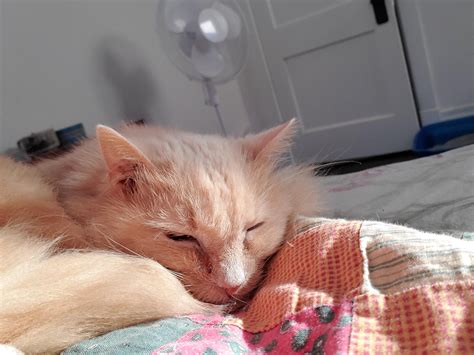 signs of stroke in cats 3