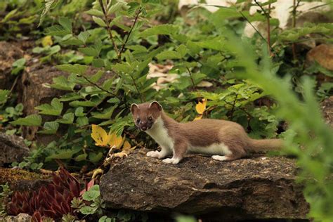 Hermelin | Bilder rund um die Natur