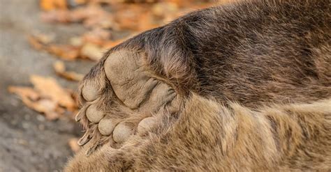 Photo of a Paw · Free Stock Photo
