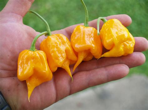 Острый перец Primo Orange