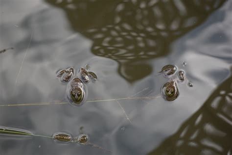 immagini belle acqua natura  cadere foglia fiore stagno