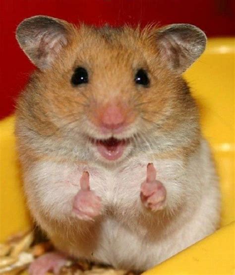 cute  funny hamsters hamster humor image hamster  karate outfit