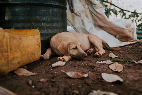 Understanding Dog Vomiting - Causes, Symptoms, and Home Remedies