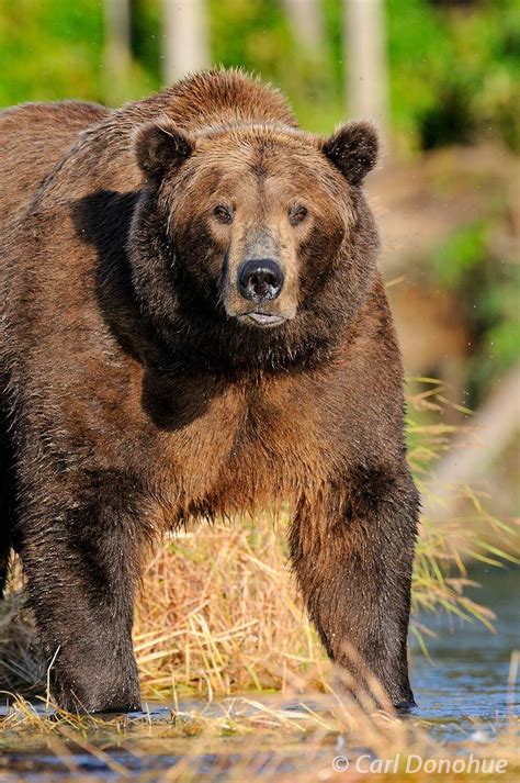 Ursus arctos photo, Male brown bear | Alaska | Carl Donohue Photography