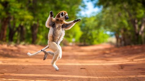 Madagascar wallpapers, Movie, HQ Madagascar pictures | 4K Wallpapers 2019