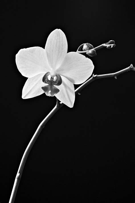 Black and White Orchid by Stuartf on DeviantArt