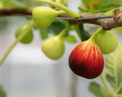 How to Successfully Plant and Grow Fig Trees in Hot Climates: A
