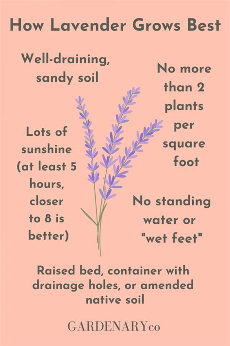 How to Grow Organic Lavender for a Thriving Herb Garden