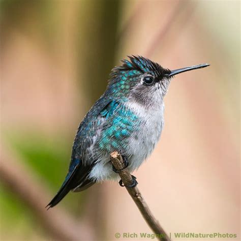 Bee hummingbird - Alchetron, The Free Social Encyclopedia