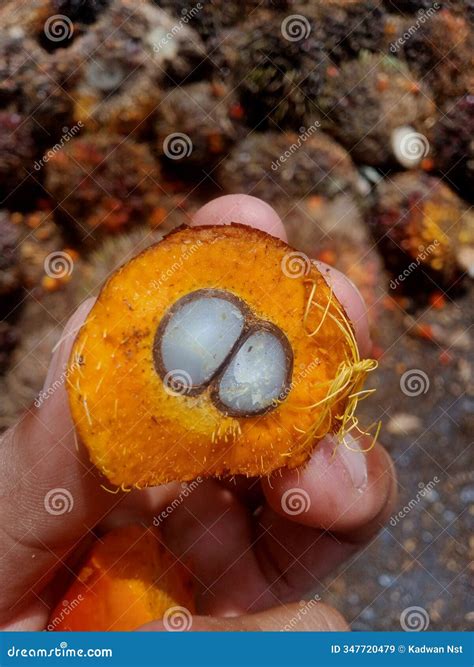 Oil Palm Fruit Can Produce Good Oil and Get High Quality Production