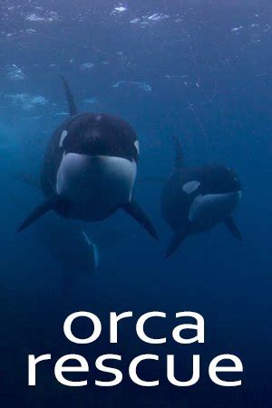 Orca Rescue | Watch Documentary Online for Free