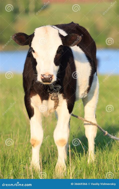bos taurus stock photo image  agriculture agrarian