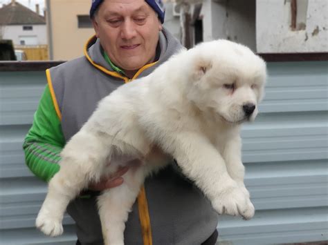 62 Central Asia Shepherd Dog ideas in 2025 | shepherd dog, central asia, shepherd