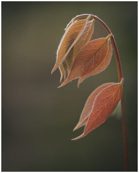 Wisteria Leaves | Flowers photography, Wisteria, View photos