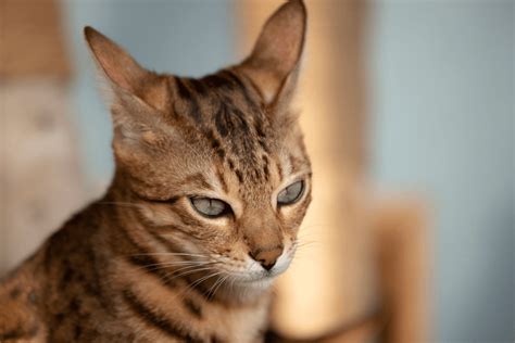 450 Tabby Cat Names for Your Colorful Kitten - HorseNameIdeas.com