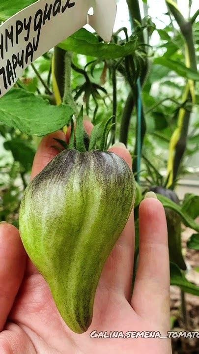 НОВИНКИ СОРТОВ 🍅🍅🍅 #томаты #подкормки#dwarf #помидоры#москва#огурцы # ...