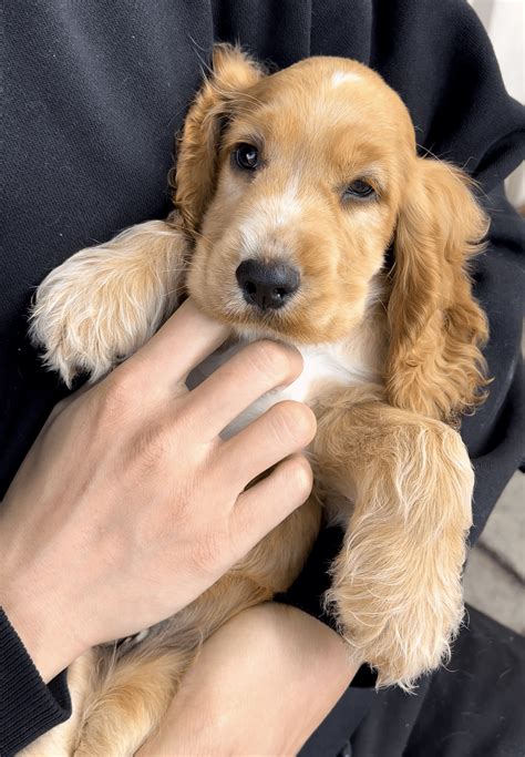 Is a Cocker Spaniel Right for You? | Personality, Affection Puppy Yoga Vibes – Doga Sydney