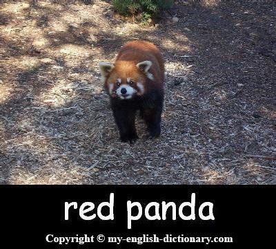 how to pronounce panda