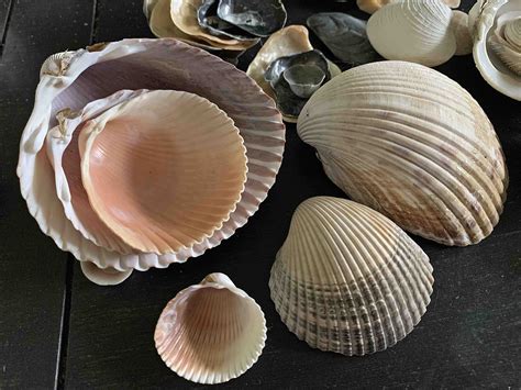 bivalves seashells  millhill
