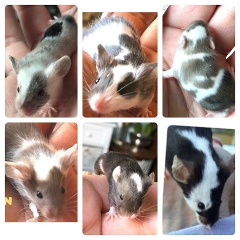 Stunning Fancy Mice for Sale | in Dunstable, Bedfordshire | Gumtree