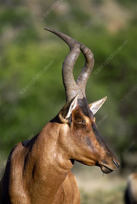 hartebeest stock image  science photo library